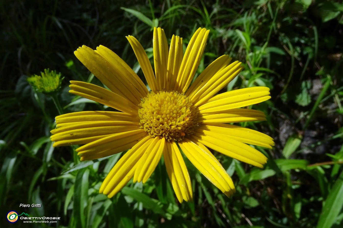 75 Doronico dei macereti (Doronicum grandiflorum).JPG